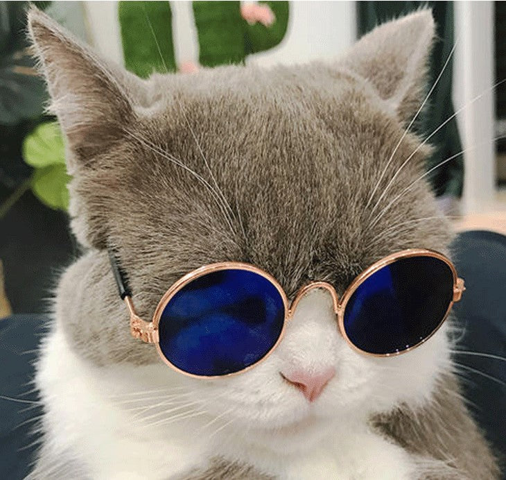 Cute Retro Pet Sunglasses - fede-rizzo
