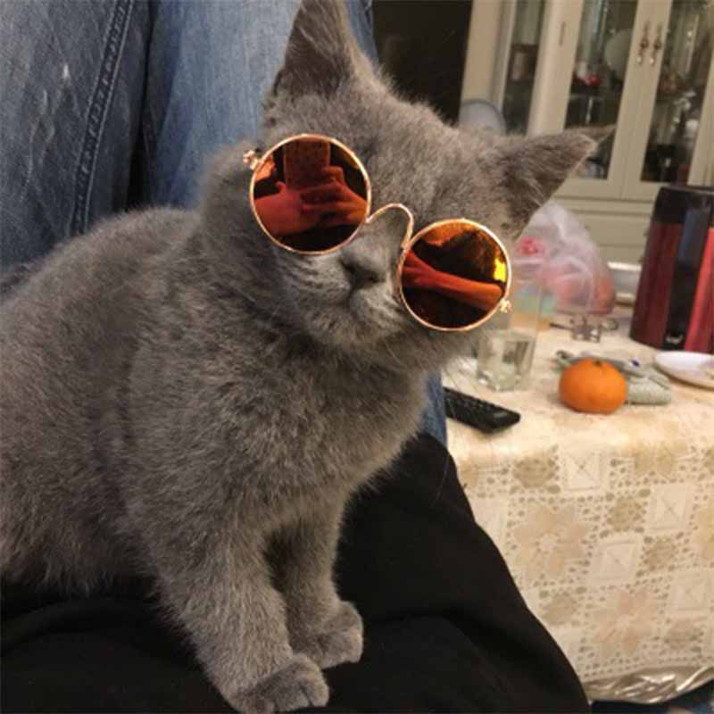 Cute Retro Pet Sunglasses - fede-rizzo