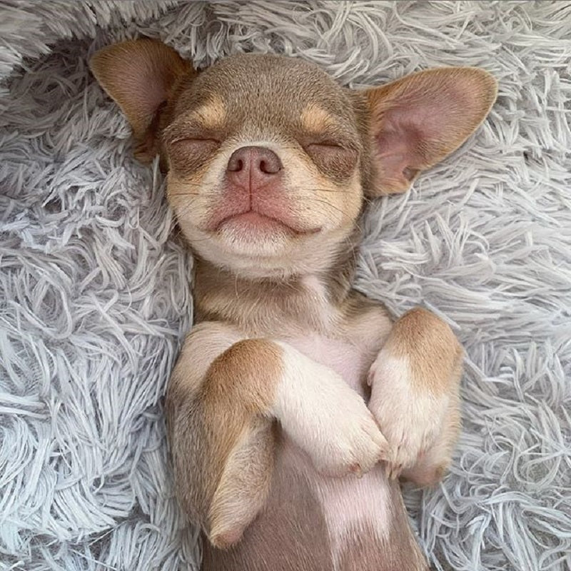 Super Soft Pet Bed - fede-rizzo